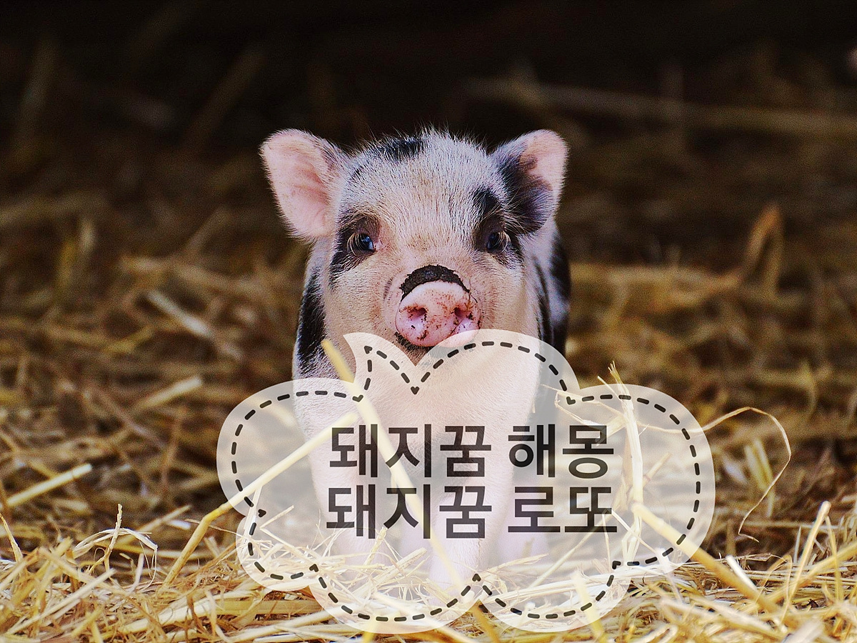돼지 꿈해몽, 돼지 꿈, 돼지 잡는 꿈, 돼지 끌어 안는 꿈, 돼지꿈 로또
