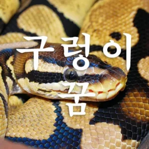 구렁이꿈은 옛날부터 태몽, 재물과 명예에 있어서 깊은 연관이 있는 것으로 알려졌습니다. 구렁이 꿈은 개인의 일상에 있어 큰 변화가 올 것을 암시합니다. 구렁이꿈은 재물, 임신, 이권, 횡재, 명예, 권력, 남성, 사건, 사고 등을 상징합니다.