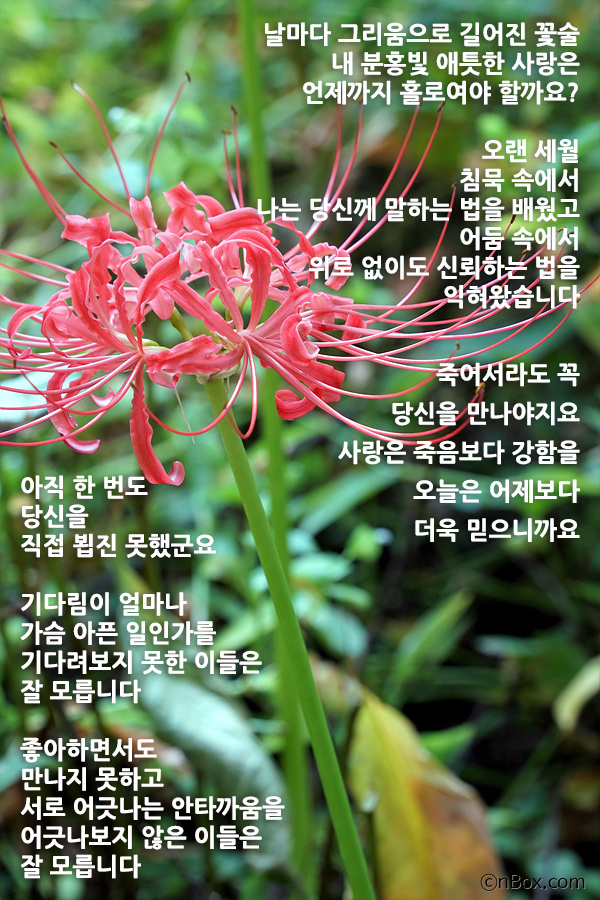 상사화(相思花) 시(詩) 이해인 - 누군가 미치도록 그리울 때