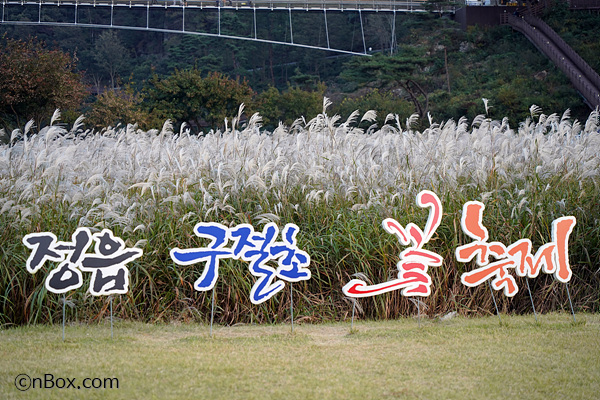 정읍구절초축제