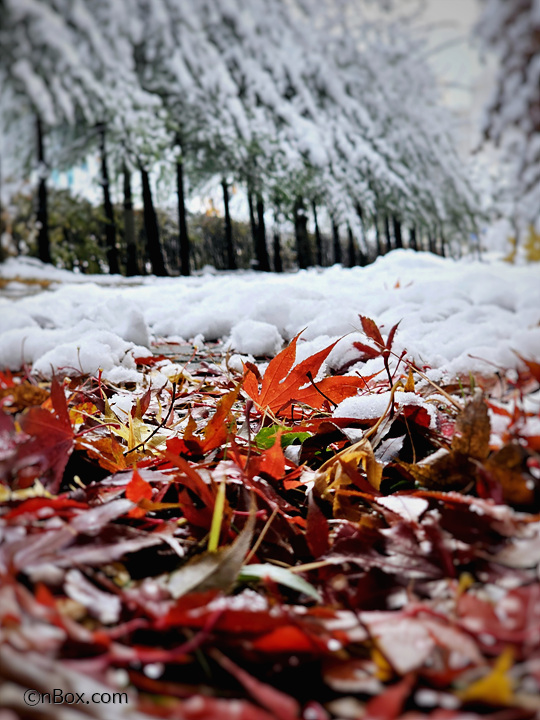 단풍-첫눈